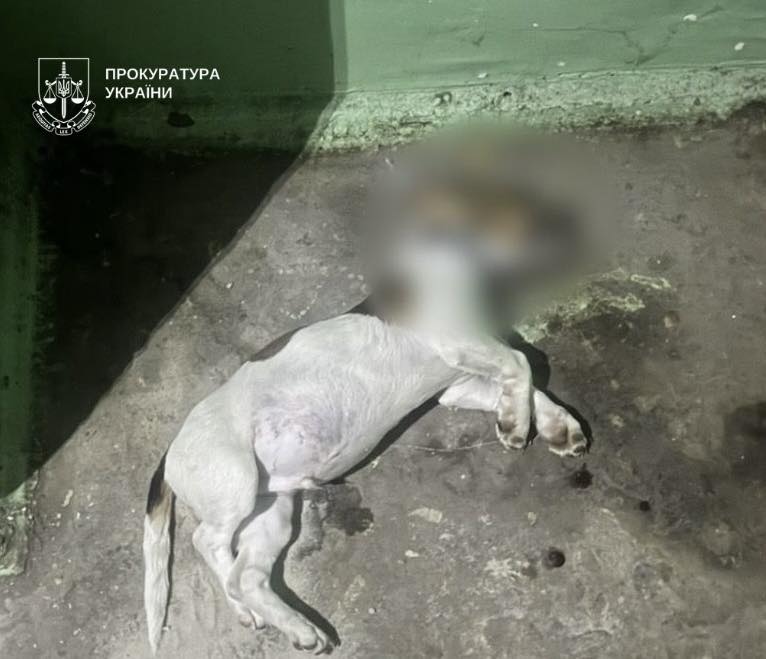 У Києві судитимуть жінку, яка під час сварки викинула з вікна п’ятого поверху собаку знайомої