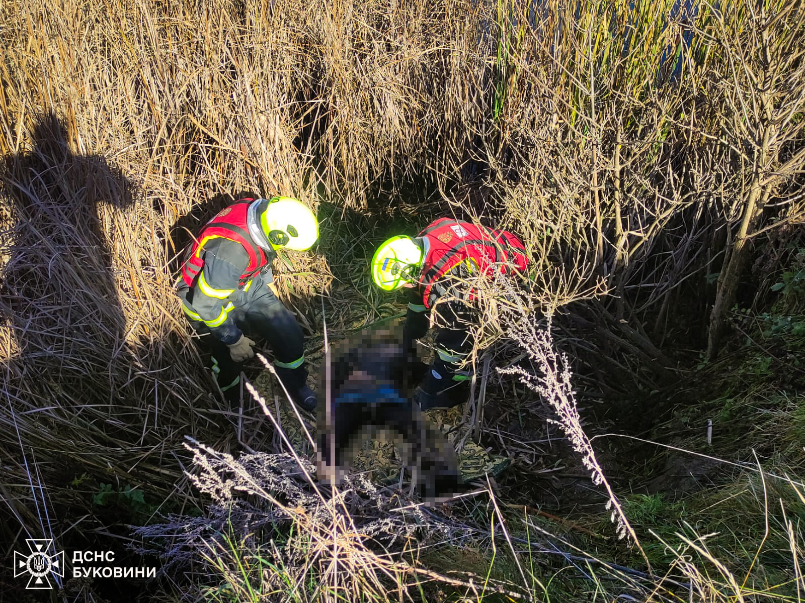На Буковине в пруду обнаружили тело женщины