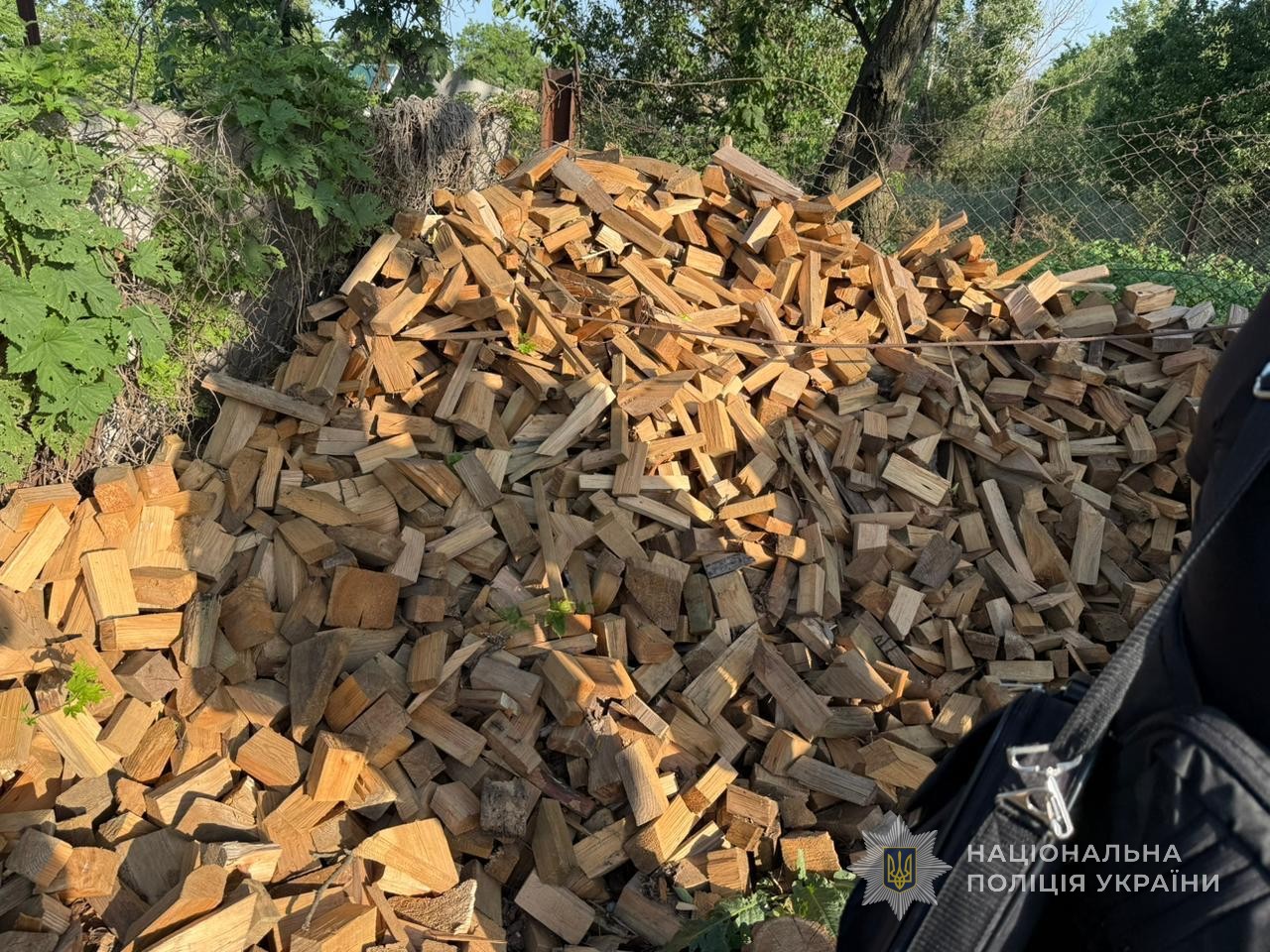 На Запоріжжі викрили "чорних" лісорубів: збитки – понад 830 тис. грн