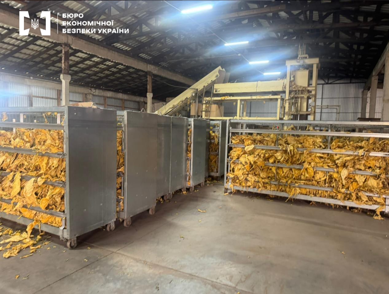 На Волыни фермерское хозяйство в промышленных масштабах выращивало табак без лицензии