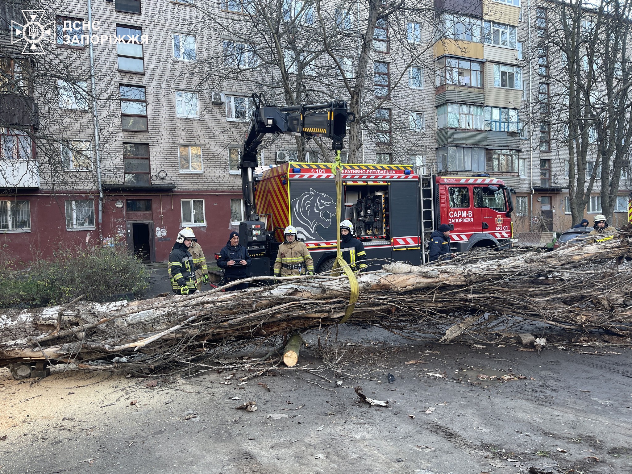 Через сильний вітер у Запоріжжі дерево впало на припарковані авто